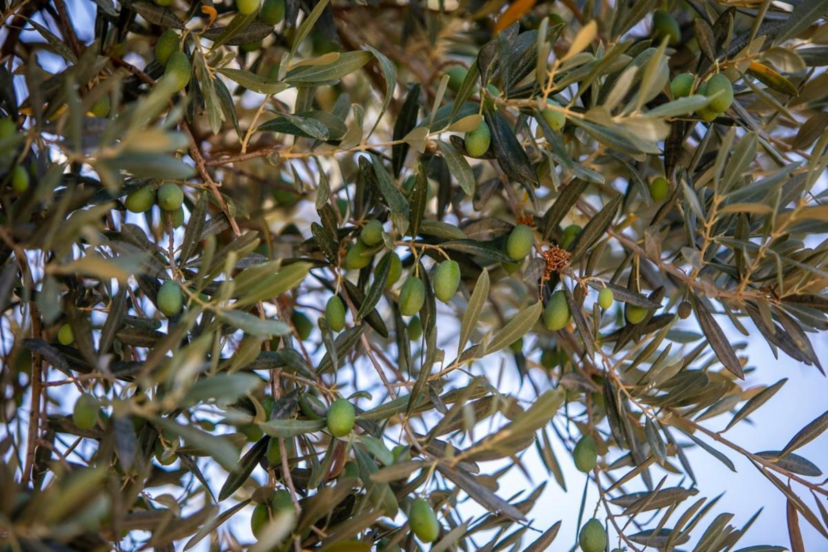 Finca Rural Es Pujol Sóller Eksteriør bilde