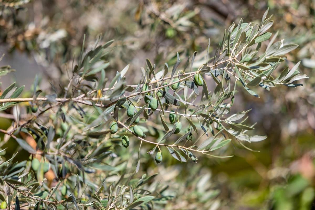 Finca Rural Es Pujol Sóller Eksteriør bilde
