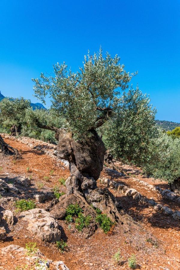 Finca Rural Es Pujol Sóller Eksteriør bilde